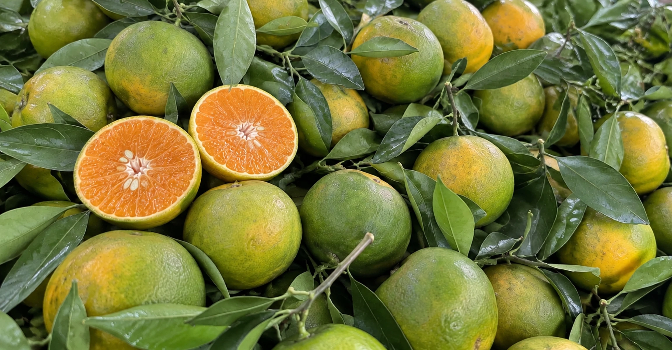 Quýt đường Khánh Sơn
