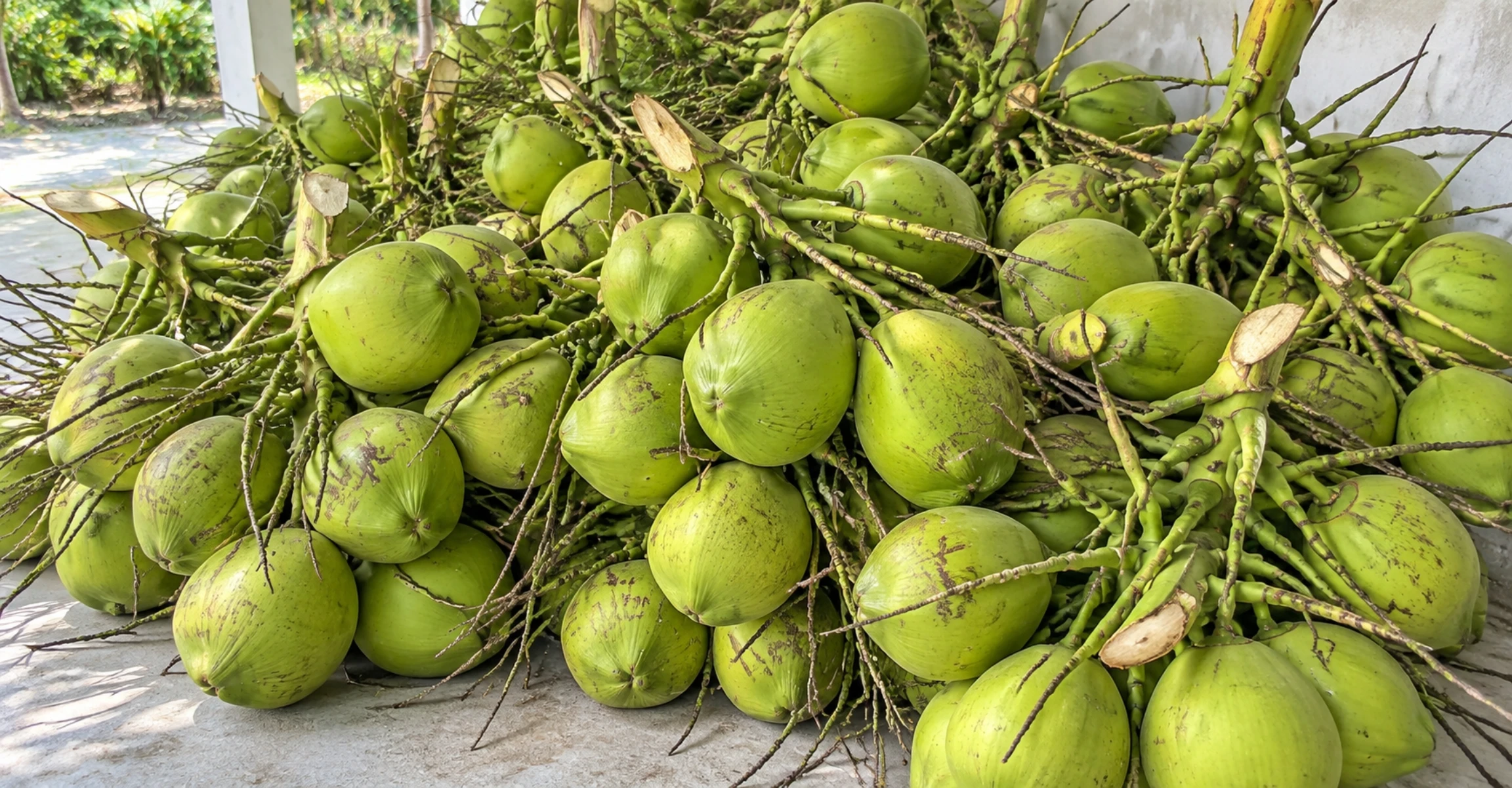 Dừa xiêm Ninh Hòa